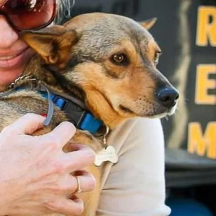 Cachorro ra a SRD-ViraLata idade 6 ou mais anos nome BRITA