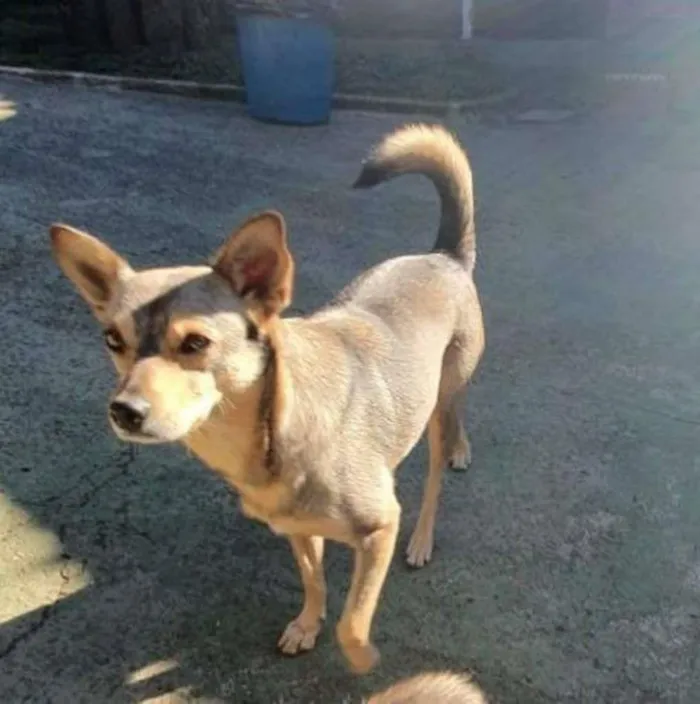 Cachorro ra a SRD-ViraLata idade 6 ou mais anos nome BRITA