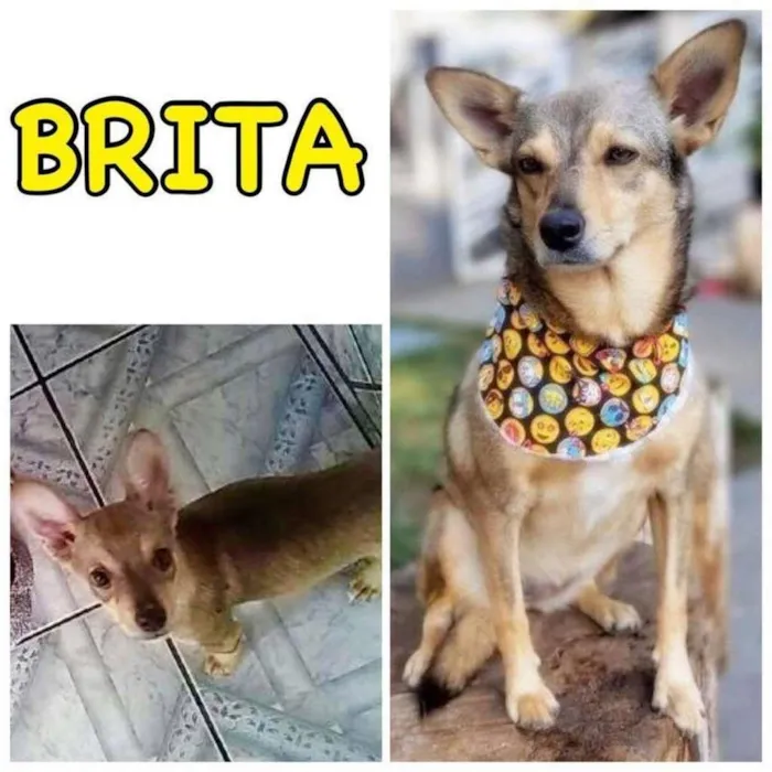 Cachorro ra a SRD-ViraLata idade 6 ou mais anos nome BRITA