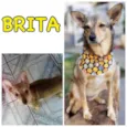 BRITA