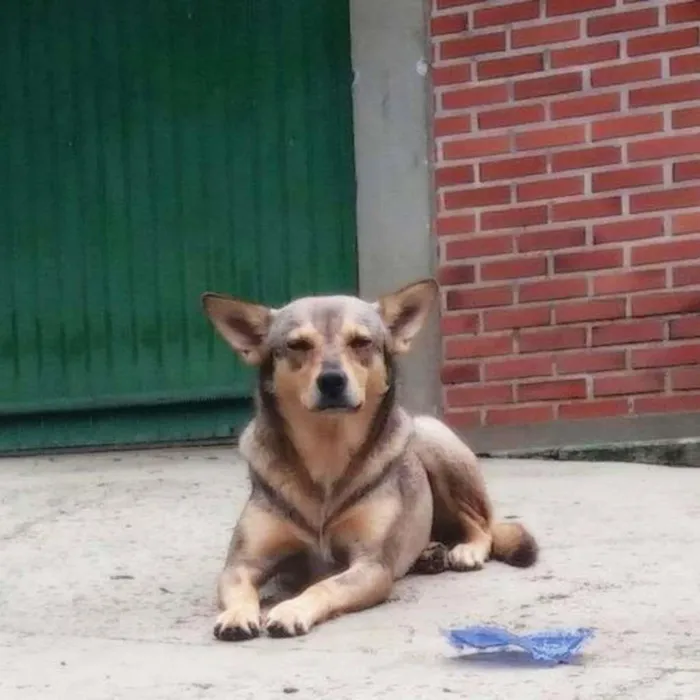 Cachorro ra a SRD-ViraLata idade 6 ou mais anos nome BRITA