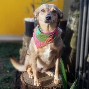 Cachorro ra a SRD-ViraLata idade 6 ou mais anos nome BRITA