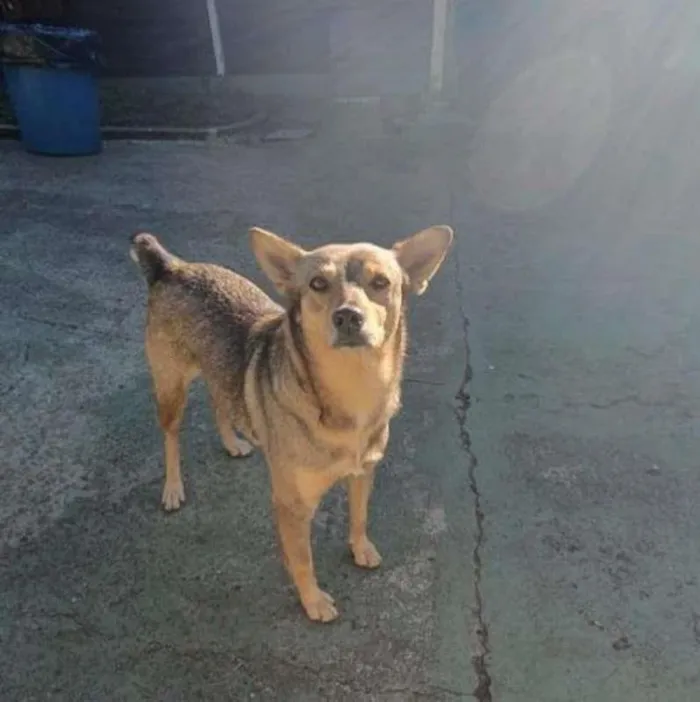 Cachorro ra a SRD-ViraLata idade 6 ou mais anos nome BRITA