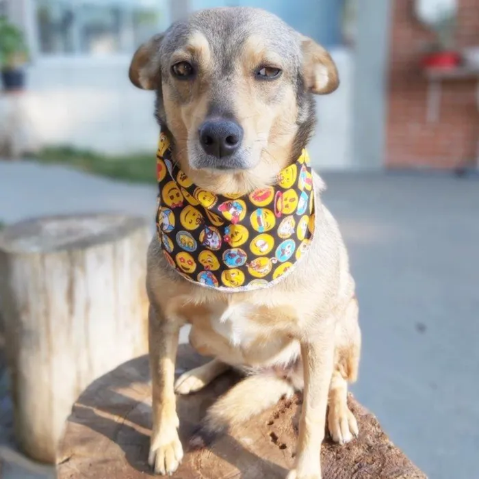 Cachorro ra a SRD-ViraLata idade 6 ou mais anos nome BRITA