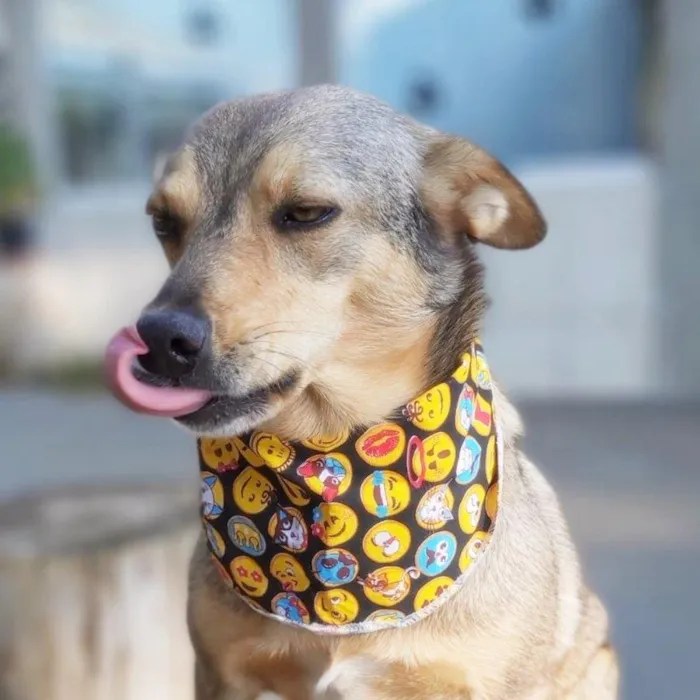Cachorro ra a SRD-ViraLata idade 6 ou mais anos nome BRITA