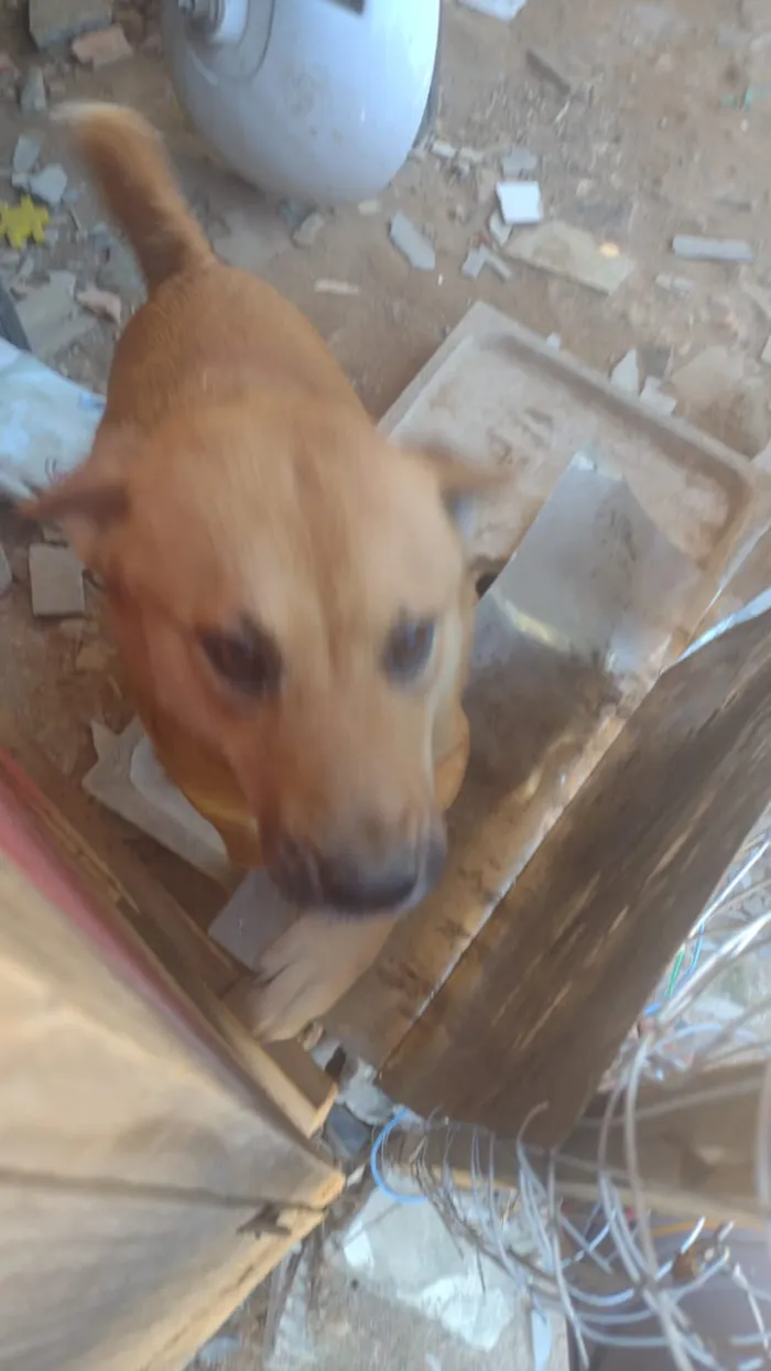 Cachorro ra a Não definida idade 1 ano nome Princesa