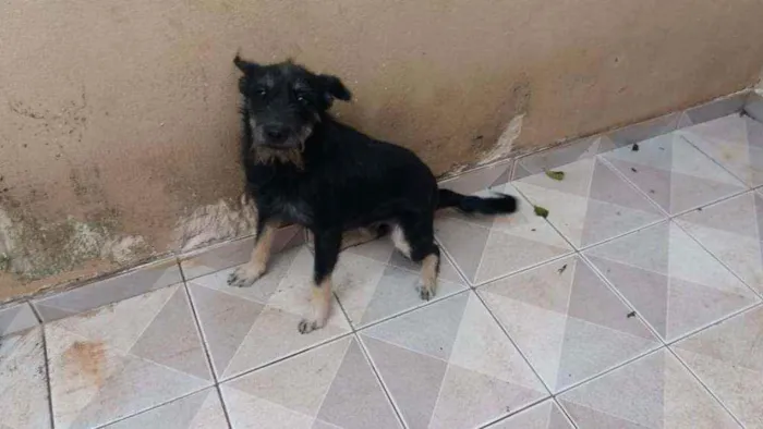 Cachorro ra a nao sei a raça dela idade 2 anos nome Neguinha