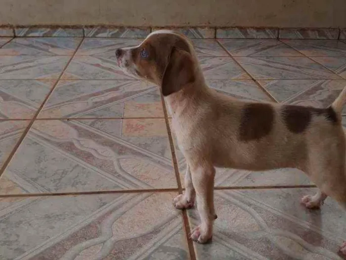 Cachorro raça  idade 2 a 6 meses nome Não  têm  nome