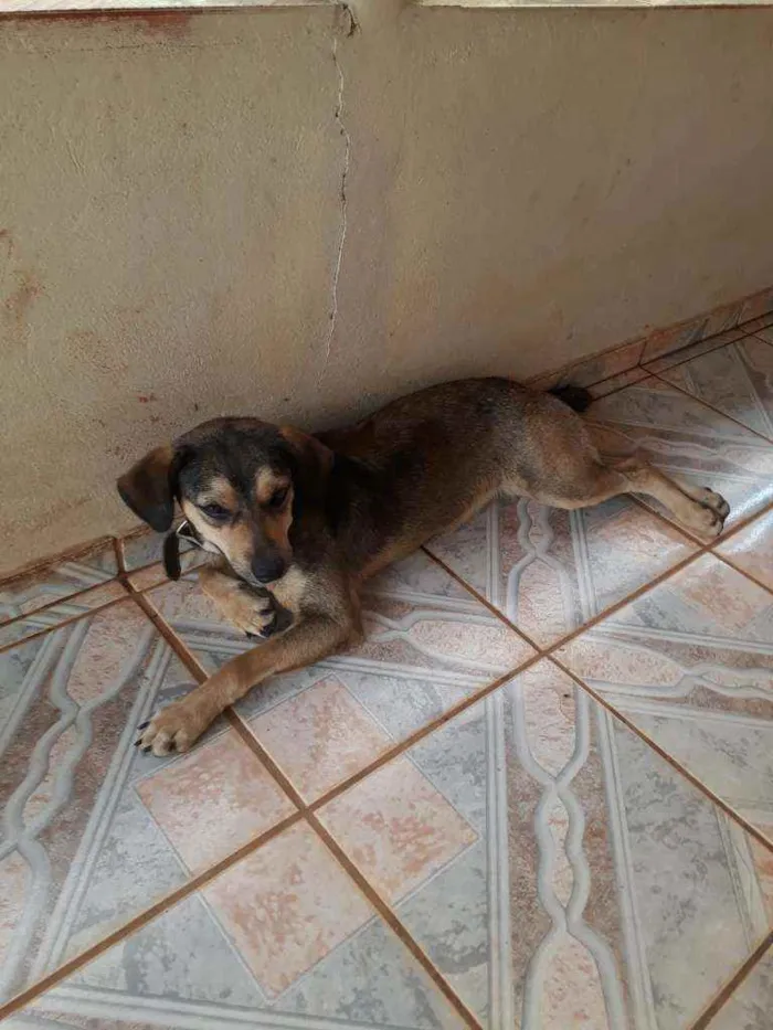 Cachorro raça  idade 2 anos nome Sem nome
