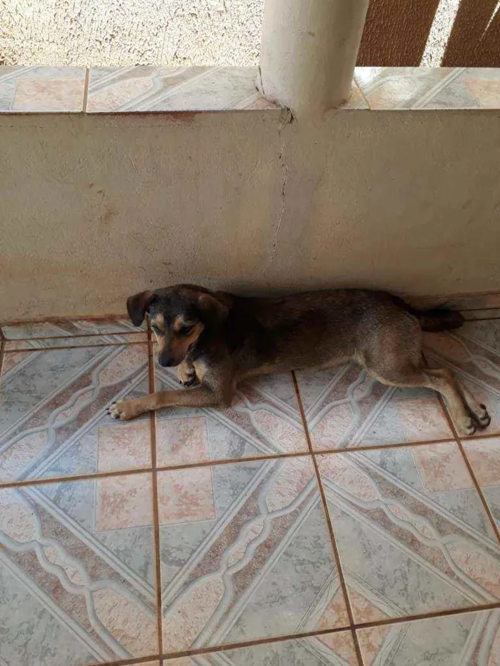Cachorro raça  idade 2 anos nome Sem nome