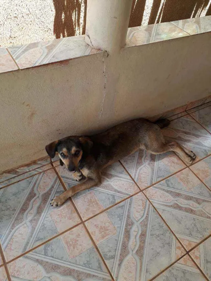 Cachorro raça  idade 2 anos nome Sem nome