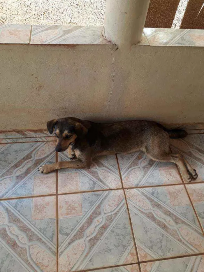 Cachorro raça  idade 2 anos nome Sem nome