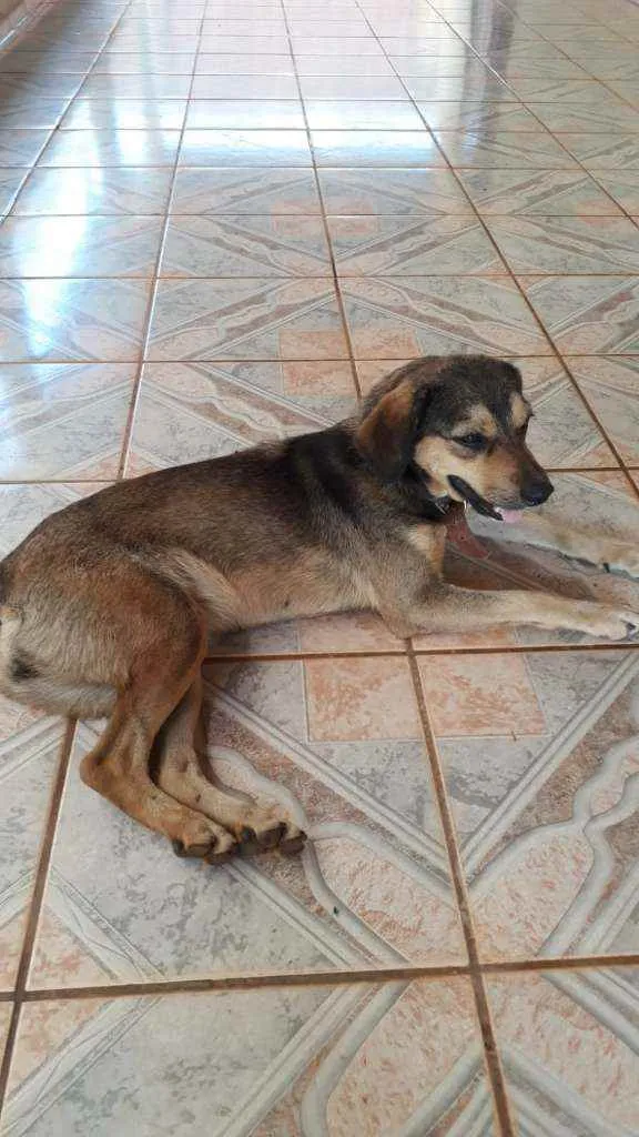 Cachorro raça  idade 2 anos nome Sem nome