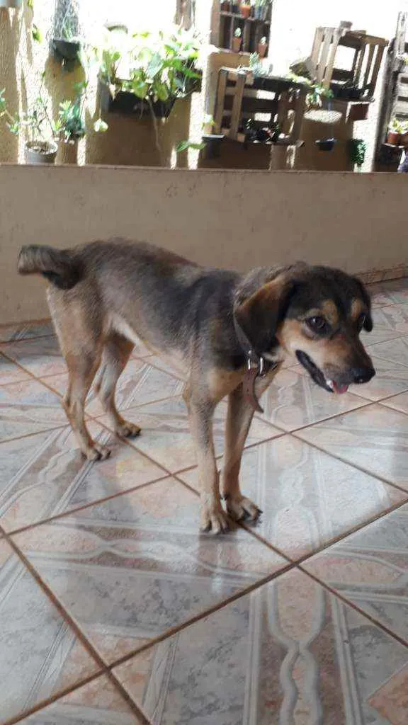 Cachorro raça  idade 2 anos nome Sem nome
