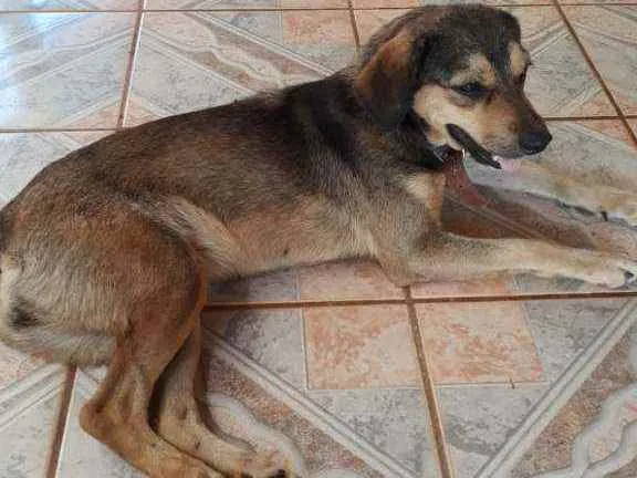 Cachorro raça  idade 2 anos nome Sem nome