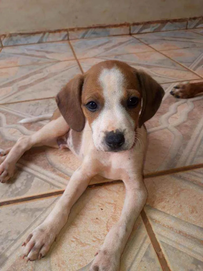 Cachorro raça  idade 2 a 6 meses nome Não têm nome