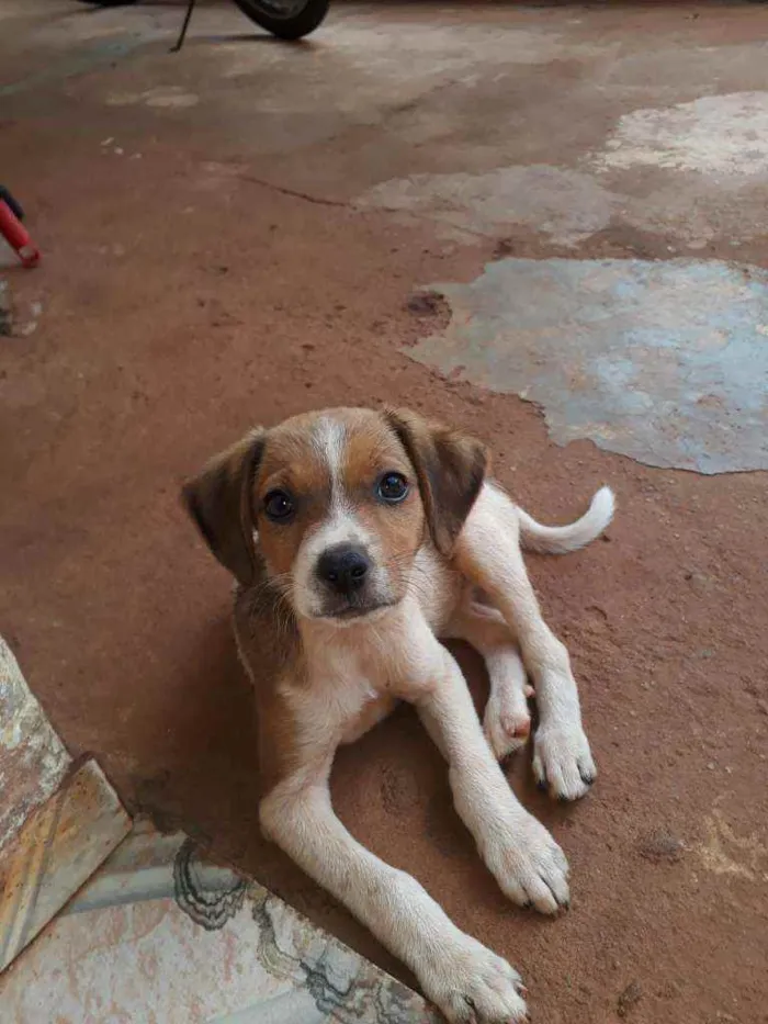 Cachorro raça  idade 2 a 6 meses nome Não têm nome