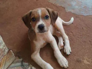 Cachorro raça  idade 2 a 6 meses nome Não têm nome