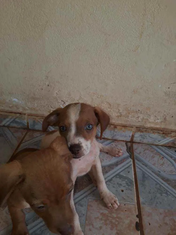 Cachorro raça  idade 2 a 6 meses nome Não  têm  nome