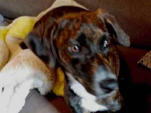 Cachorro raça Pinscher mestiça Srd  idade 2 a 6 meses nome Molly bb urgente 