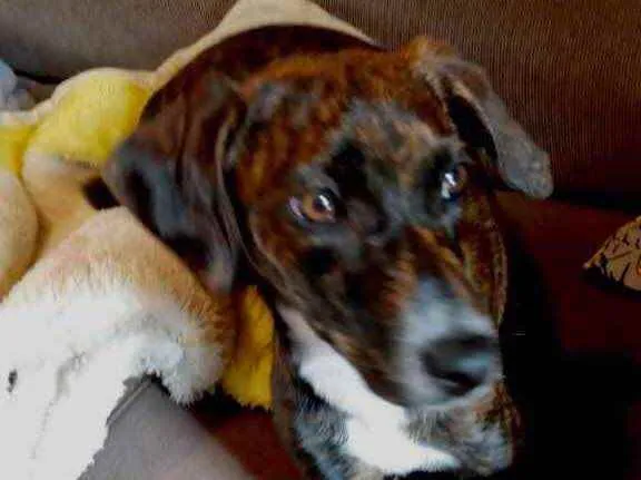 Cachorro raça Pinscher mestiça Srd  idade 2 a 6 meses nome Molly bb urgente 