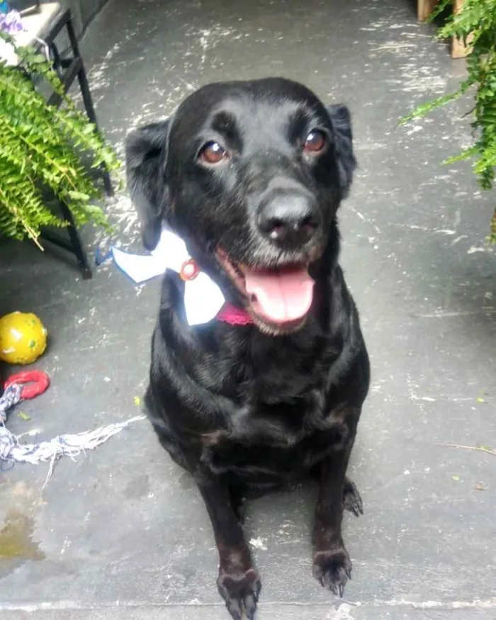 Cachorro raça Labrador mestiça  idade 2 anos nome Luna Linda 