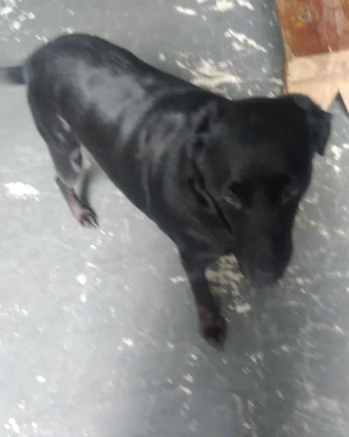 Cachorro raça Labrador mestiça  idade 2 anos nome Luna Linda 