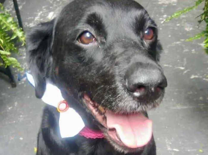 Cachorro raça Labrador mestiça  idade 2 anos nome Luna Linda 