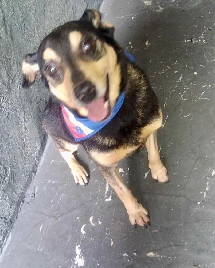 Cachorro raça Srd  idade 2 anos nome Spike lindo e fofo 