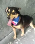 Spike lindo e fofo 
