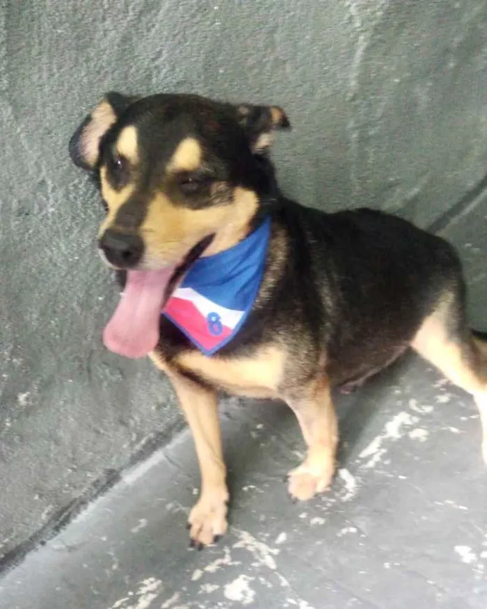 Cachorro raça Srd  idade 2 anos nome Spike lindo e fofo 