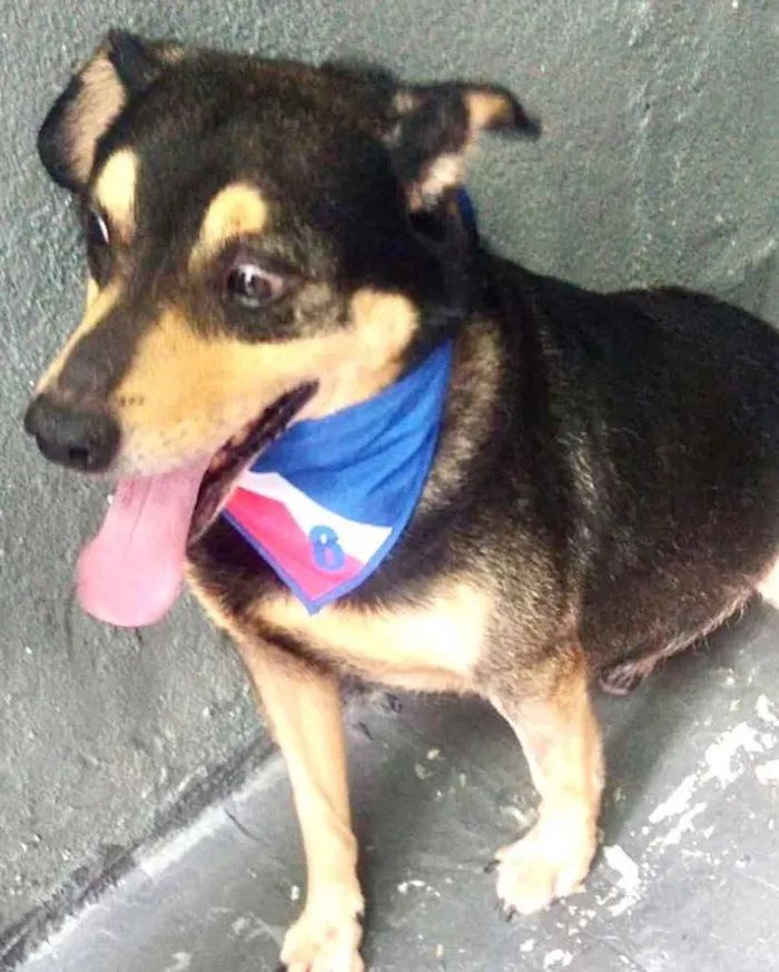 Cachorro raça Srd  idade 2 anos nome Spike lindo e fofo 