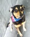Spike lindo e fofo 