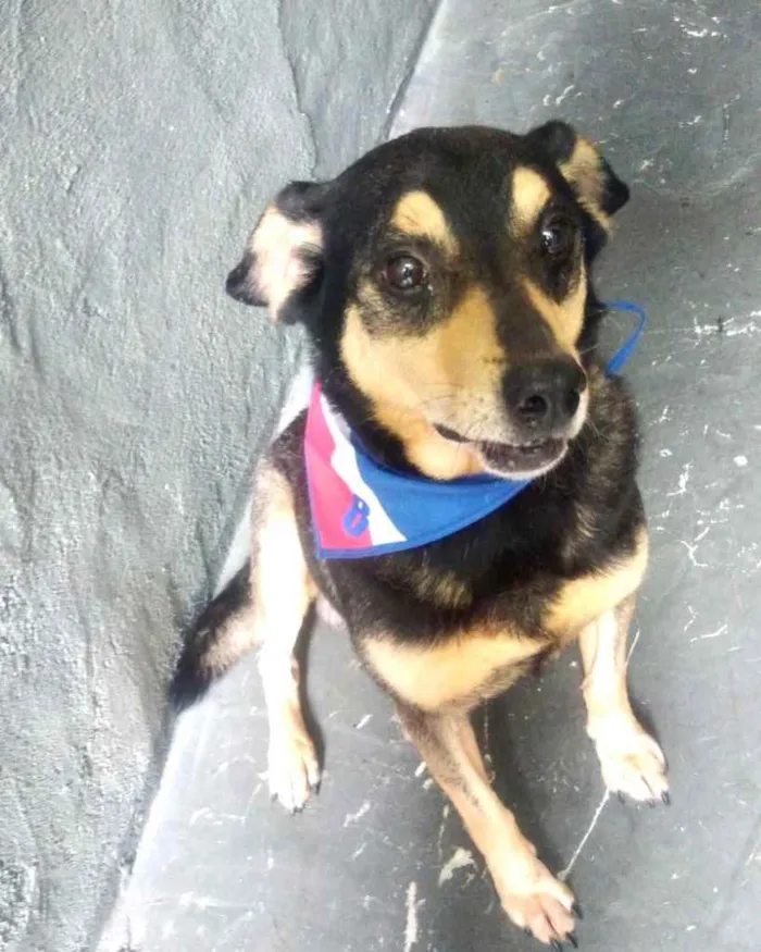 Cachorro raça Srd  idade 2 anos nome Spike lindo e fofo 