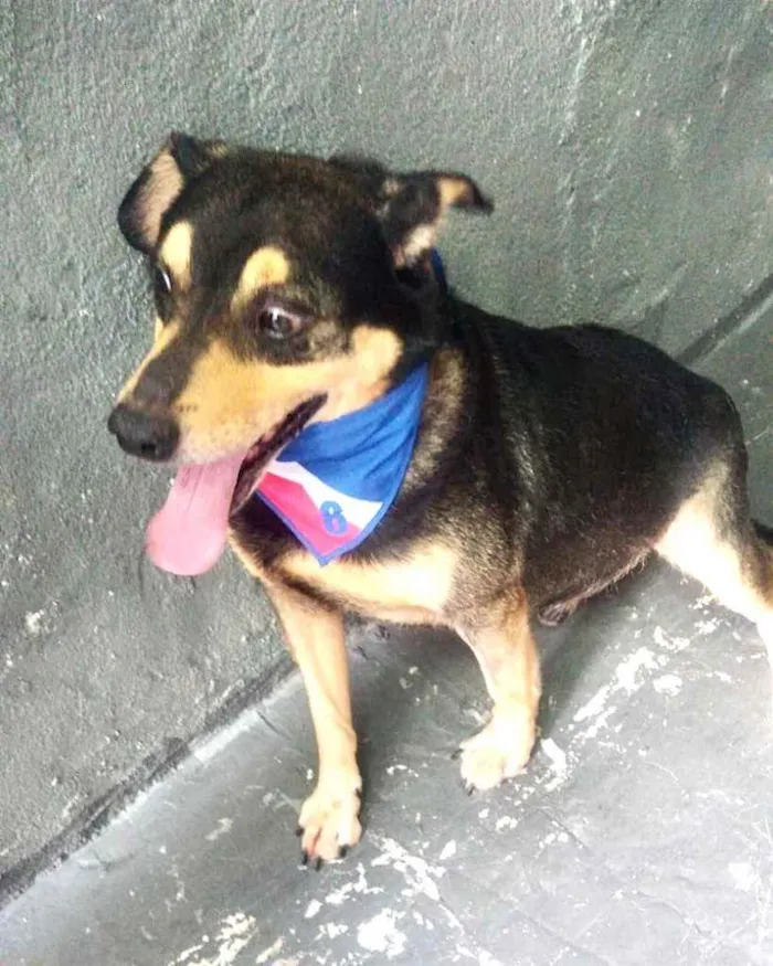 Cachorro raça Srd  idade 2 anos nome Spike lindo e fofo 