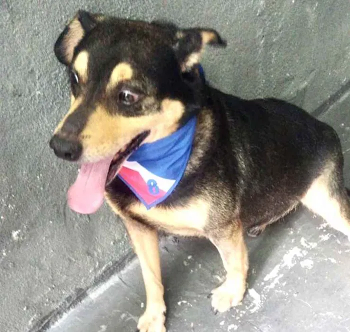 Cachorro raça Srd  idade 2 anos nome Spike lindo e fofo 