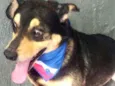 Spike lindo e fofo 