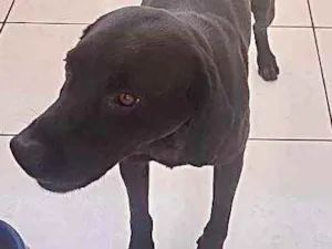 Cachorro raça Labrador mestico idade 1 ano nome Thor lindo 