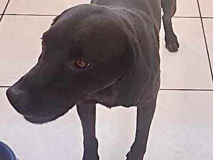 Cachorro raça Labrador mestico idade 1 ano nome Thor lindo 