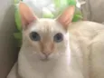 MARSHMALLOW