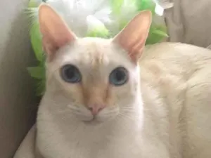 Gato raça SRD idade 7 a 11 meses nome MARSHMALLOW