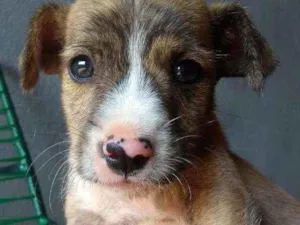 Cachorro raça Mãe Pitbull  idade Abaixo de 2 meses nome Sem nome 