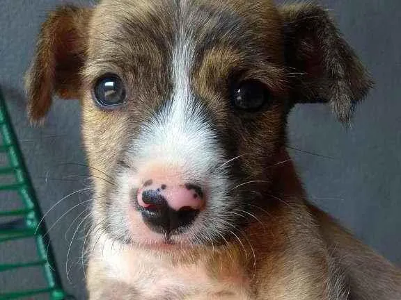 Cachorro ra a Mãe Pitbull  idade Abaixo de 2 meses nome Sem nome 
