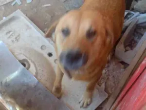 Cachorro raça Não definida idade 1 ano nome Princesa