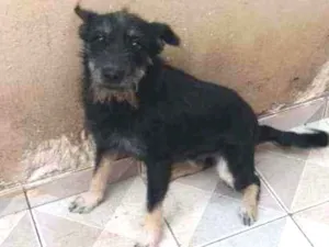 Cachorro raça nao sei a raça dela idade 2 anos nome Neguinha