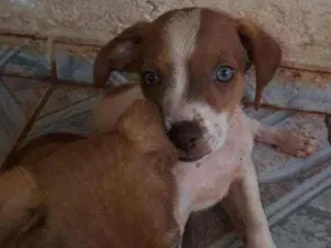 Cachorro raça  idade 2 a 6 meses nome Não  têm  nome