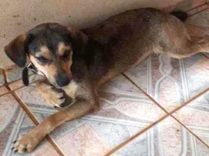 Cachorro raça  idade 2 anos nome Sem nome