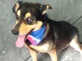 Spike lindo e fofo 