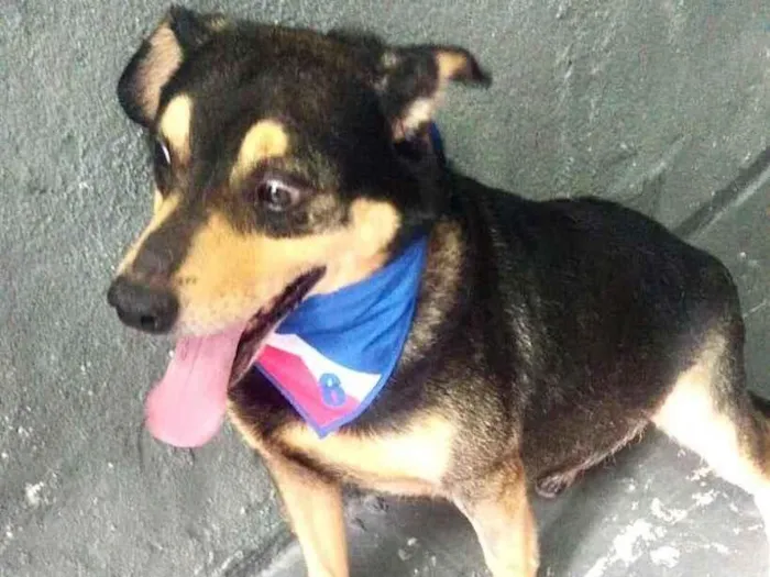 Cachorro raça Srd  idade 2 anos nome Spike lindo e fofo 