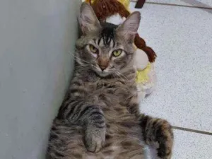 Gato raça Pelo curto brasileiro  idade 2 a 6 meses nome Simon 